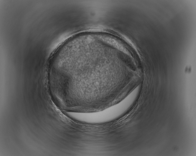 X0000088881456200706291552