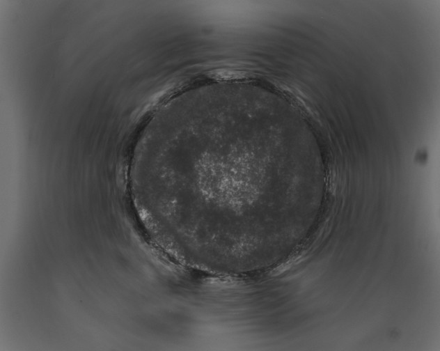 X0000088880763200707061410