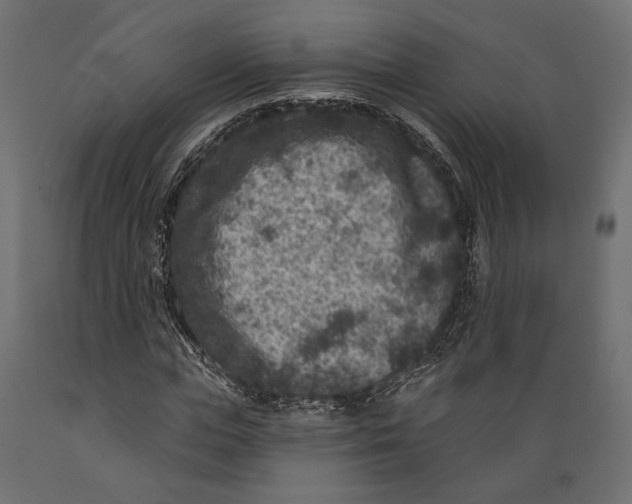 X0000088880823200707061408