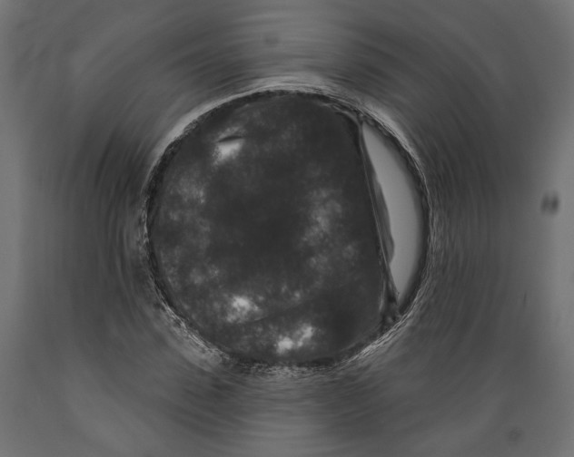 X0000088880923200707061407