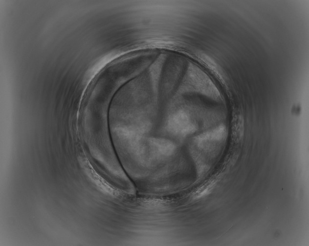 X0000088880932200707061407