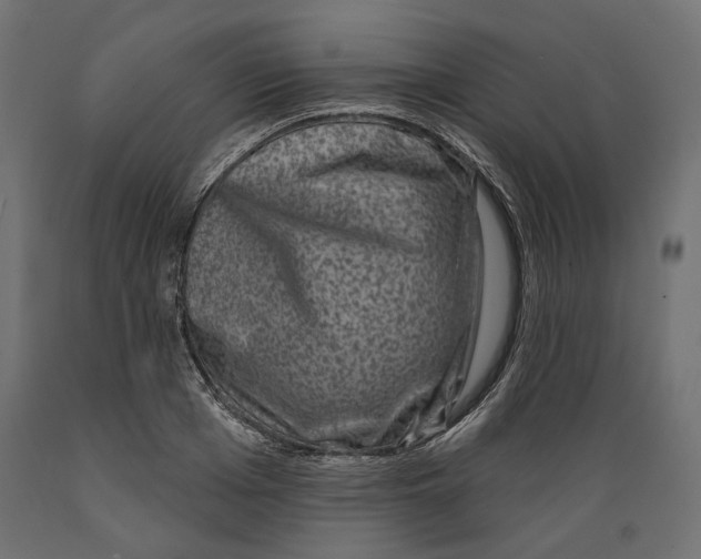 X0000088880985200707061406
