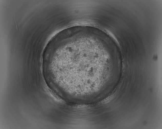 X0000088881035200707061405