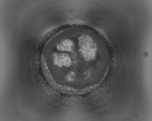 X0000088881063200707061405