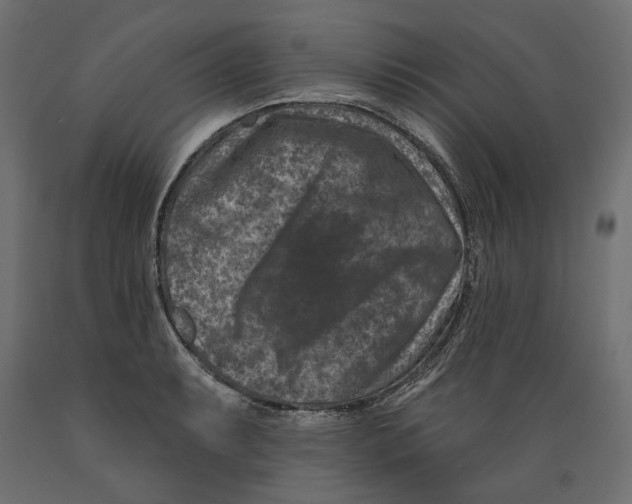 X0000088881087200707061405
