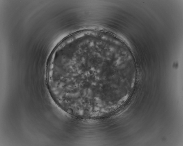 X0000088881095200707061404