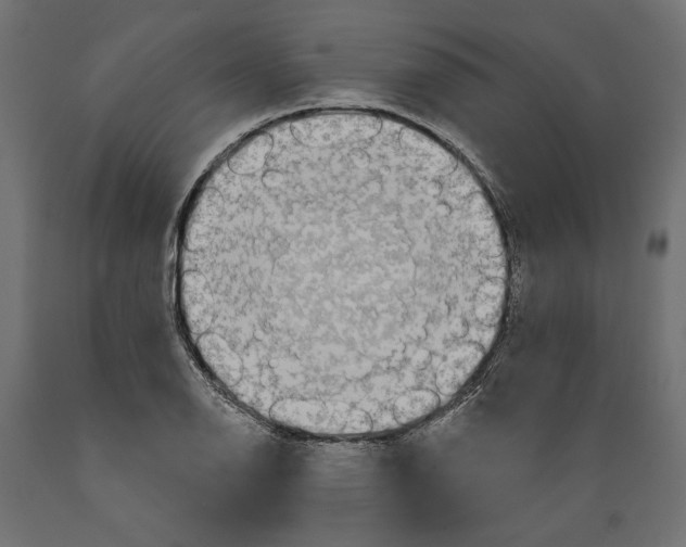 X0000088881126200707061404