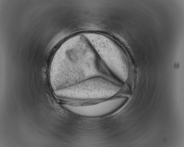 X0000088881163200707061403