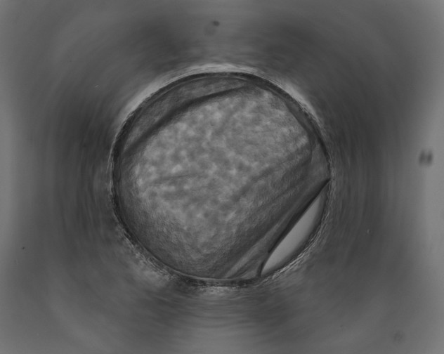 X0000088881173200707061403