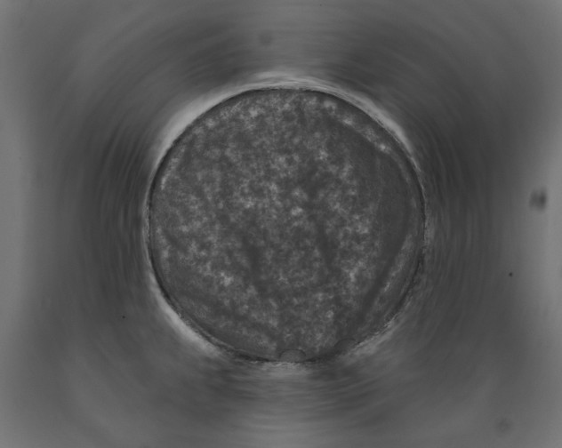 X0000088881239200707061403