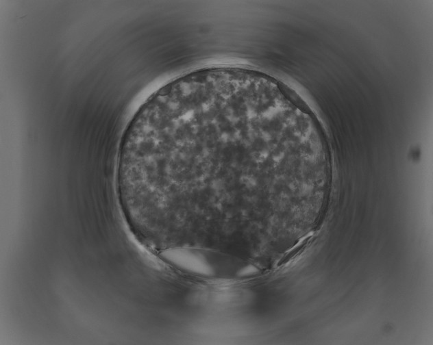 X0000088881245200707061403