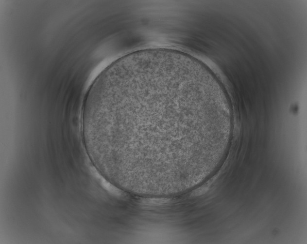 X0000088881294200707061401