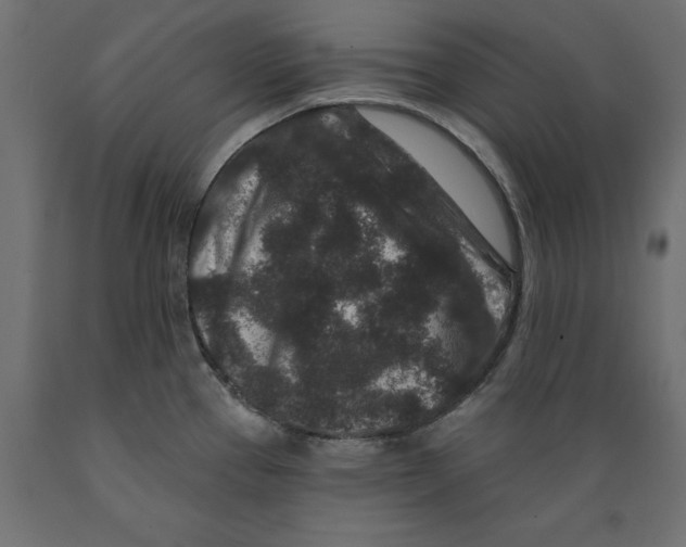 X0000088881337200707061401
