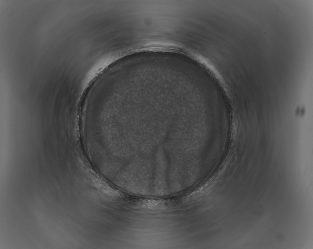 X0000088881362200707061400