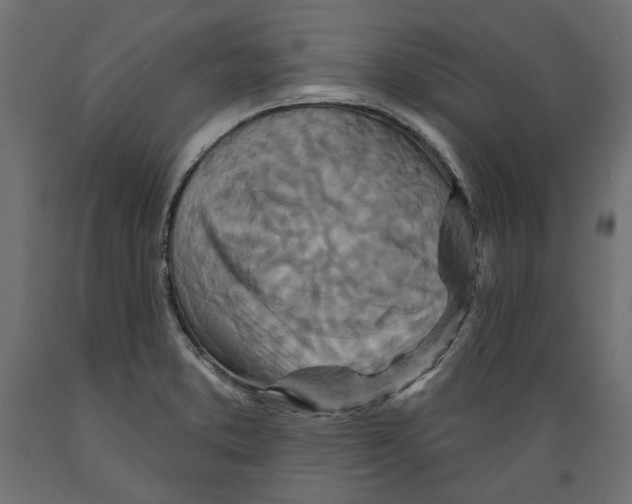 X0000088881373200707061400