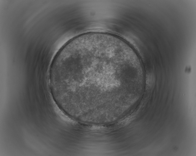 X0000088881466200707061359