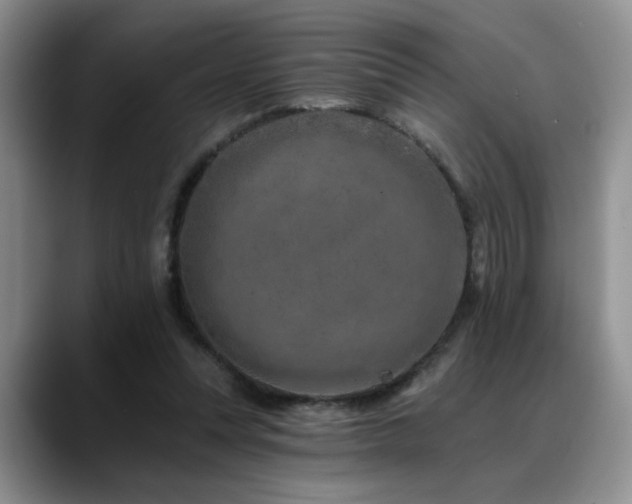 X0000088890351200706081252