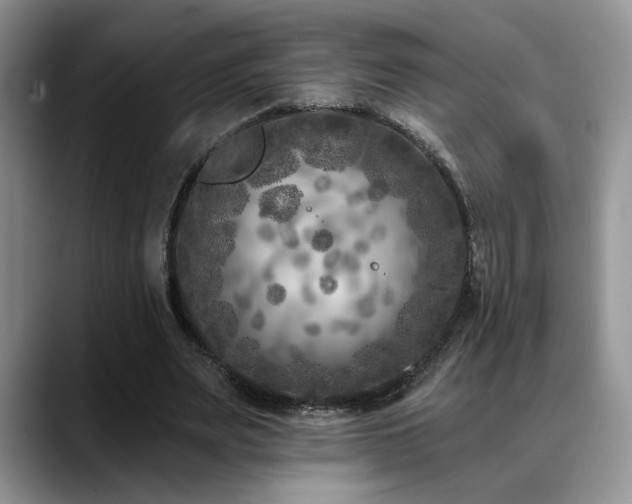 X0000088890487200706081250