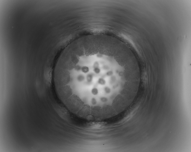 X0000088890495200706081250