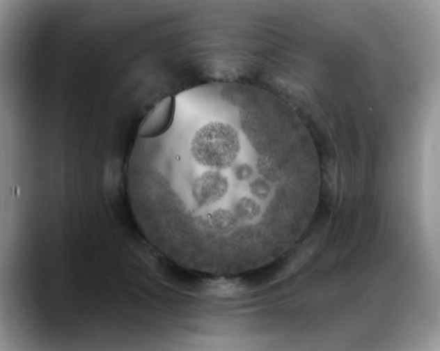 X0000088890511200706081250