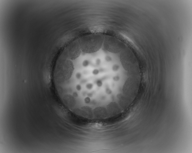 X0000088890687200706081248