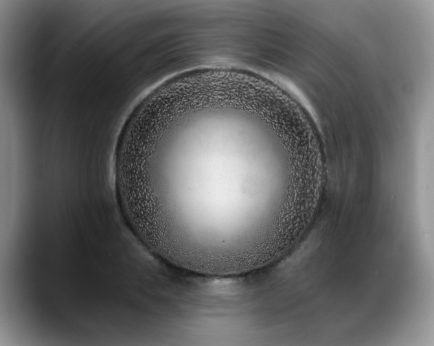 X0000088890839200706081246