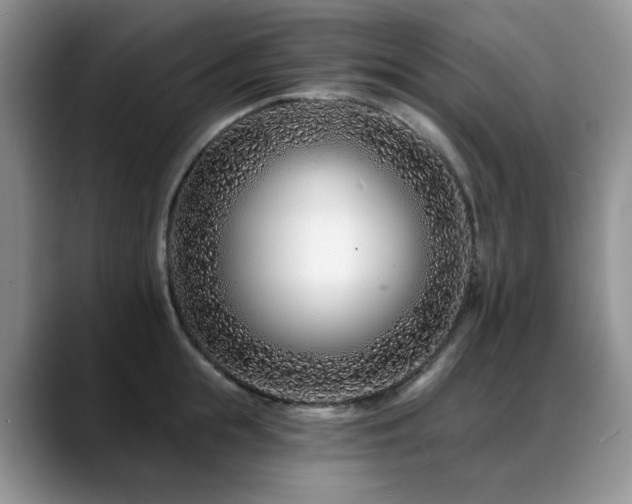 X0000088890855200706081246