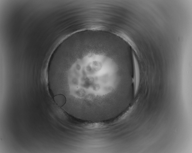 X0000088890891200706081246