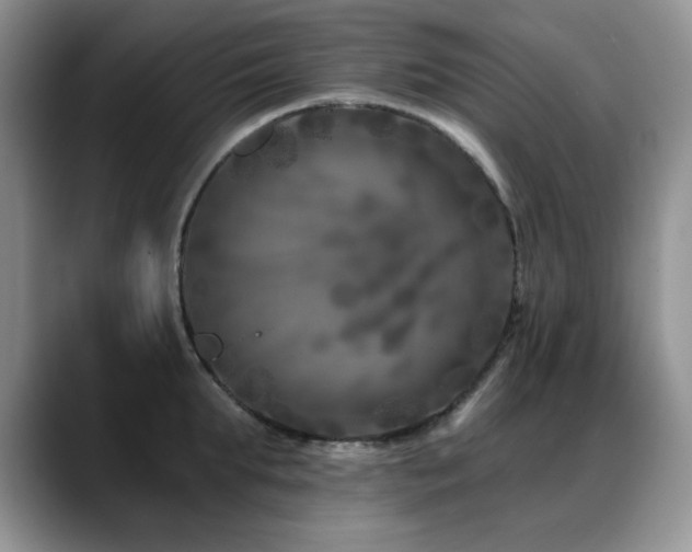 X0000088890903200706081246