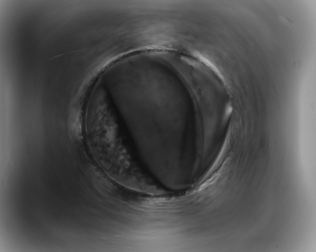 X0000088891455200706081239
