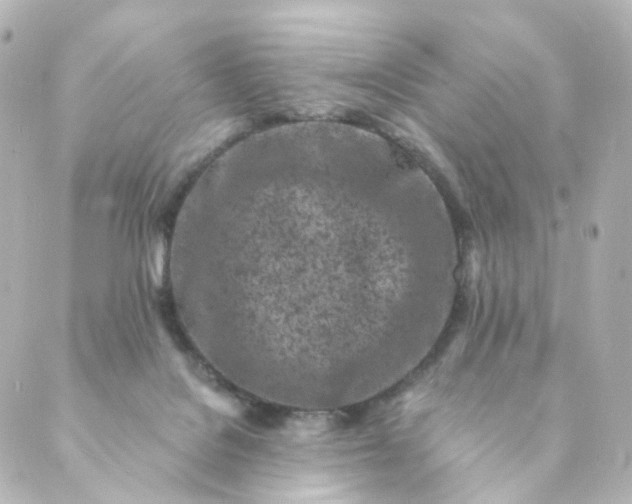 X0000088890076200706221850