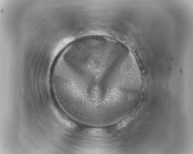 X0000088890104200706221850