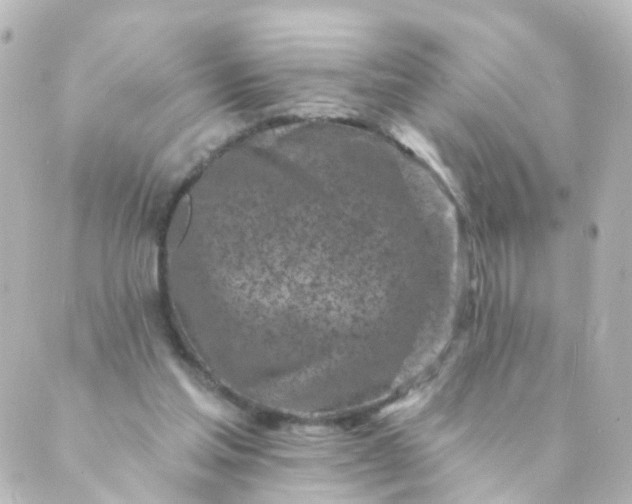 X0000088890205200706221848