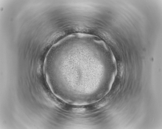 X0000088890266200706221847