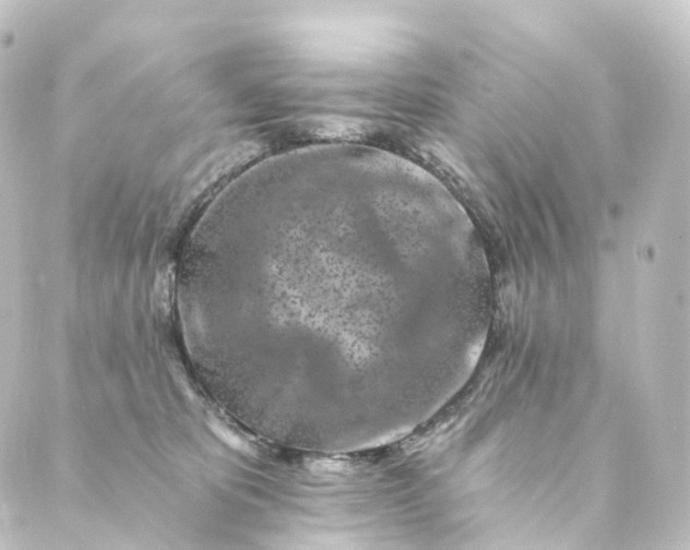 X0000088890325200706221846