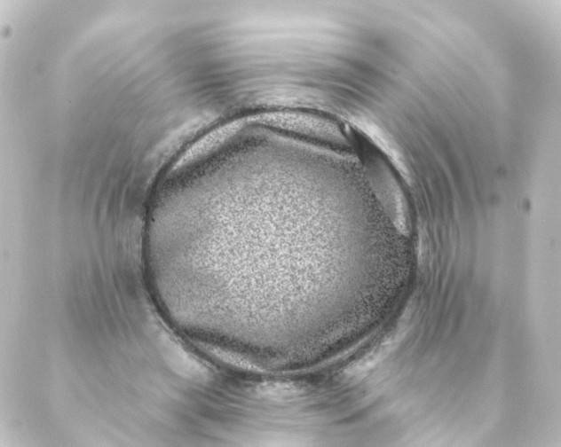 X0000088890445200706221844