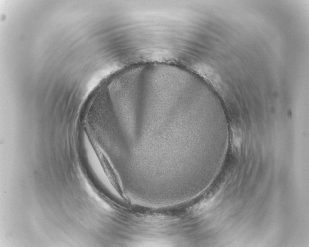 X0000088890630200706221841