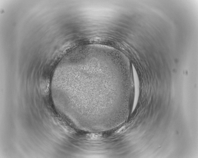 X0000088890660200706221841