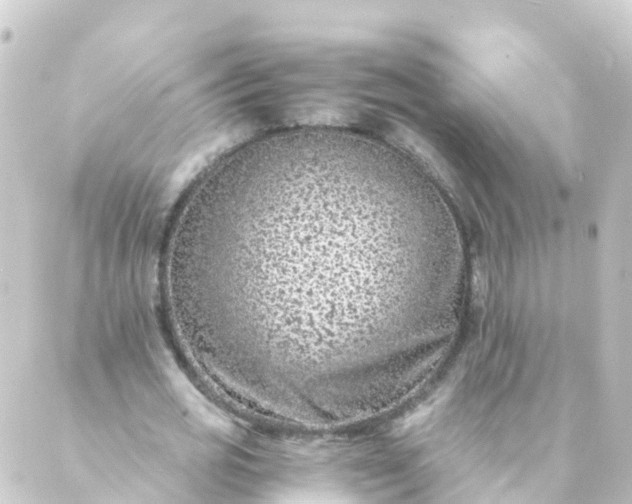 X0000088890725200706221839