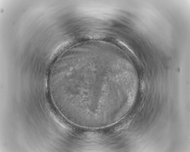 X0000088890733200706221839