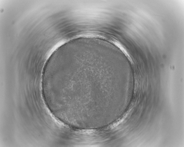 X0000088890853200706221838