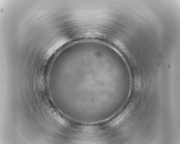 X0000088891018200706221834