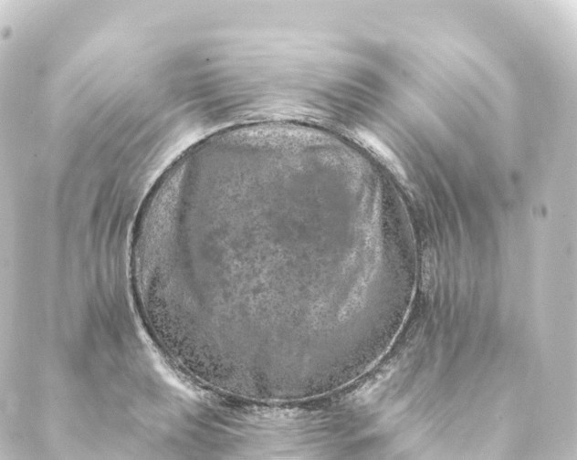 X0000088891039200706221835