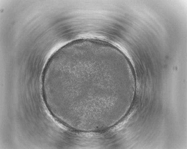 X0000088891045200706221835