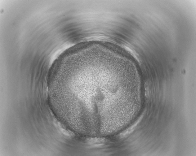 X0000088891117200706221833