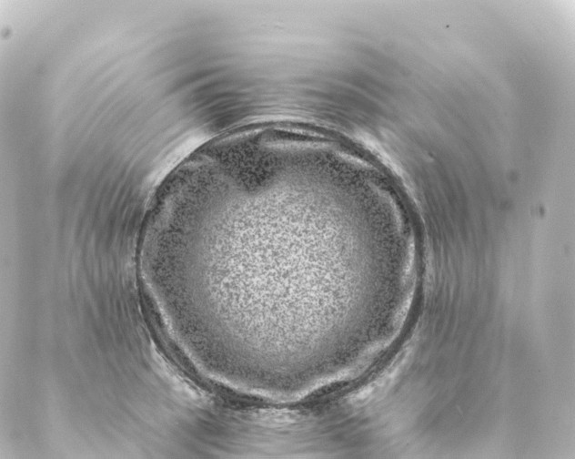 X0000088891137200706221833