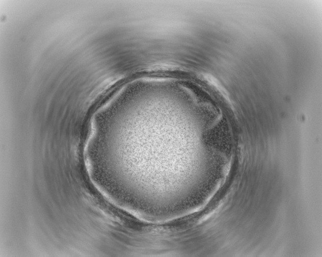 X0000088891217200706221831