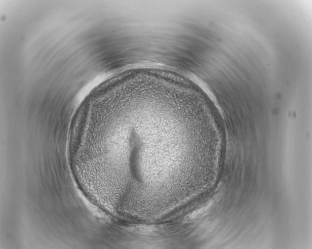 X0000088891245200706221832