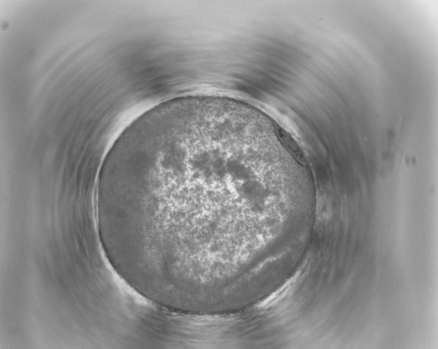 X0000088891247200706221832