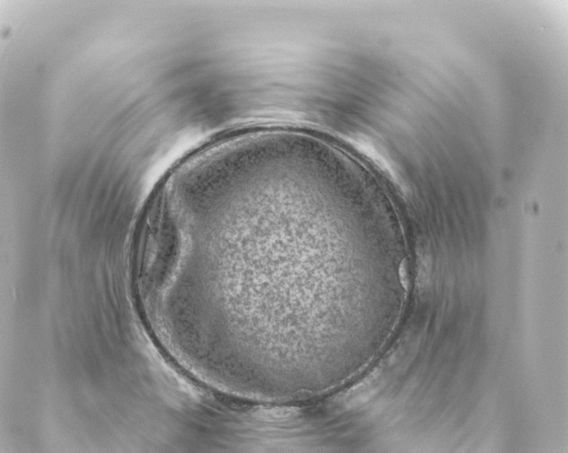 X0000088891325200706221830